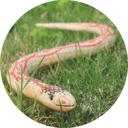 Wooden Snake Tricky Toy 7 - 65425 80a83b -