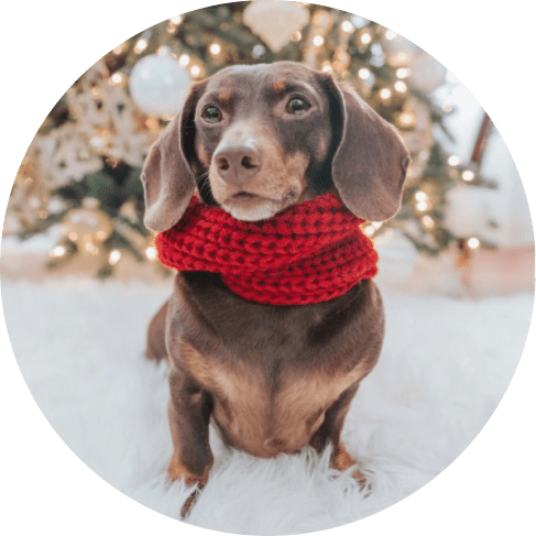 Dog Infinity Scarf - Maroon 8 - 68255 d97792 -