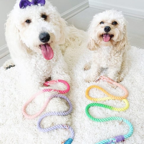 Rainbow Dog Leash 9 - 68258 267195 -