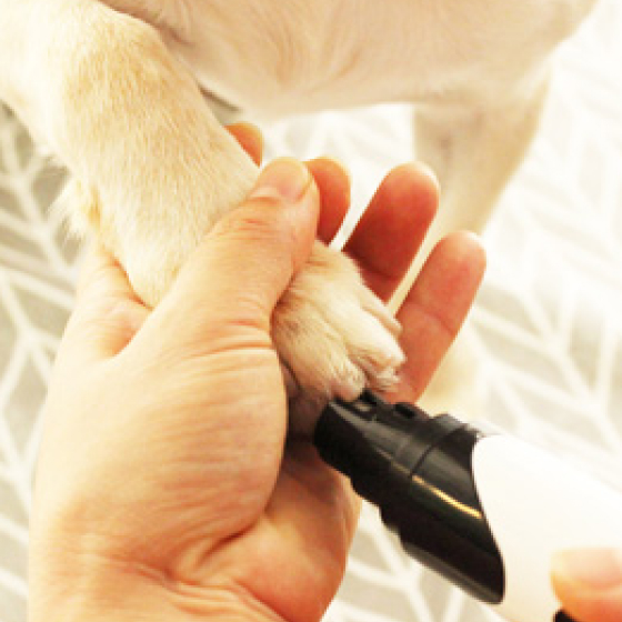 Rechargeable Professional Dog Nail Grinder 19 - 68260 6a4dca -