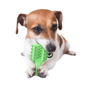 Cactus Dog Toothbrush 6 - 68264 0a8e39 -