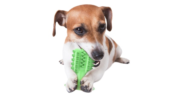 Cactus Dog Toothbrush 8 - 68264 30226c -