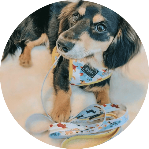 Rainy Dachshund' Dog Fabric Leash 11 - 68267 53ae95 -