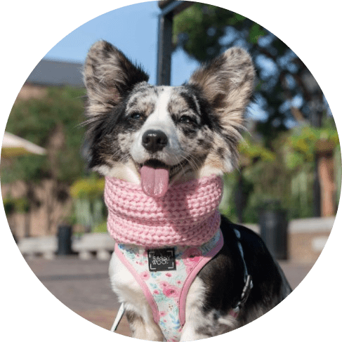 Dog Infinity Scarf - Pink 9 - 68274 aad45c -