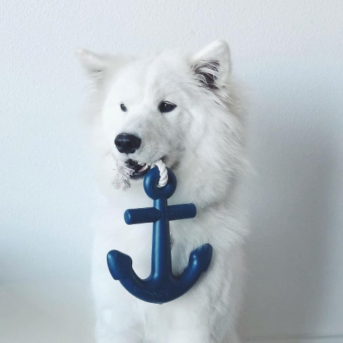 Anchors Aweigh Rubber Dog Toy 5 - 68278 a1b96c -