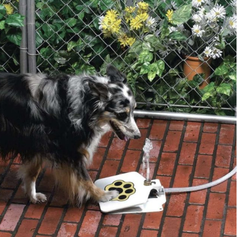 Automatic Outdoor Dog Water Fountain 17 - 68280 39958e -