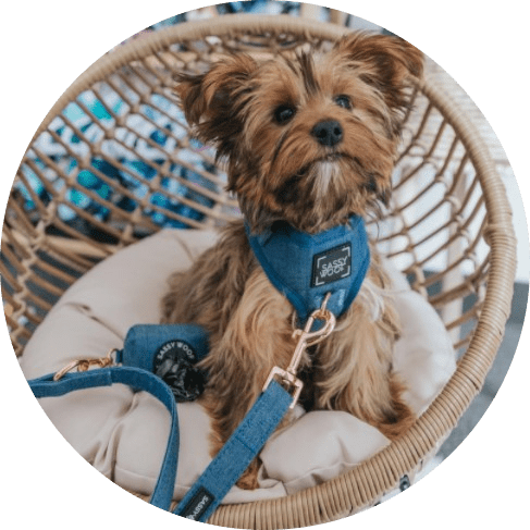 Denim' Dog Fabric Leash 11 - 68282 0bc687 -