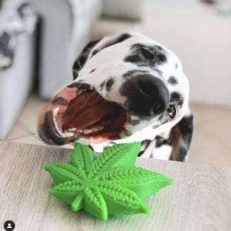 Colorado "Maple Leaf" Durable Nylon Dog Chew Toy for Aggress 12 - 68292 b34548 -