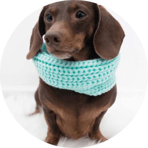 Dog Infinity Scarf - Teal 8 - 68297 87bf22 -