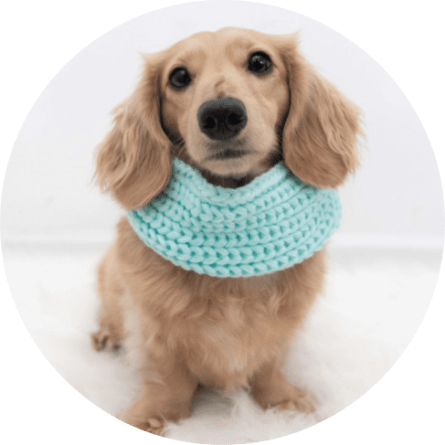 Dog Infinity Scarf - Teal 7 - 68297 fd3849 -