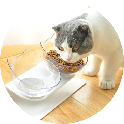 Non-Slip Cat Bowls with Raised Stand 17 - 69093 72681e -