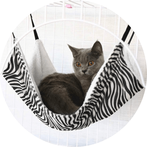 Cat Hammock 5 - 69262 65d59e -